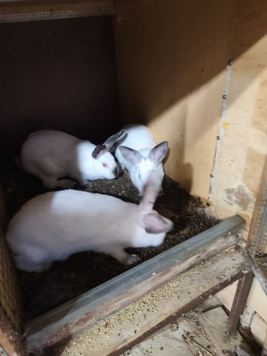 Продавам зайци калифорнийски