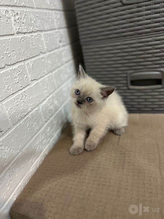 Котенок скотиш страйк мальчик 1.5 месяца