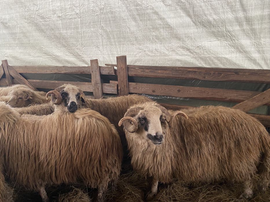 Oi reforma de vanzare