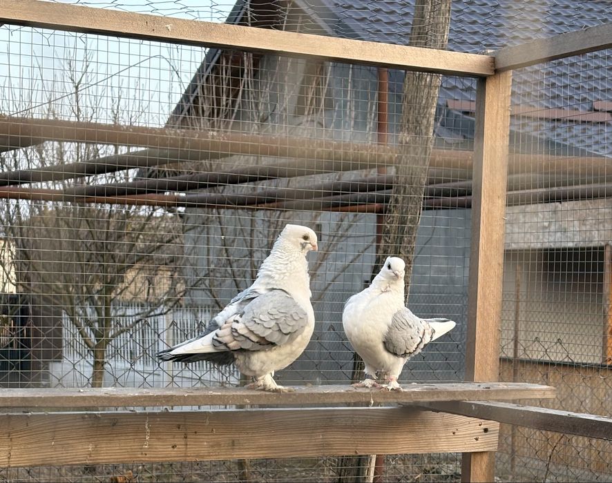 Porumbei misirli satineti