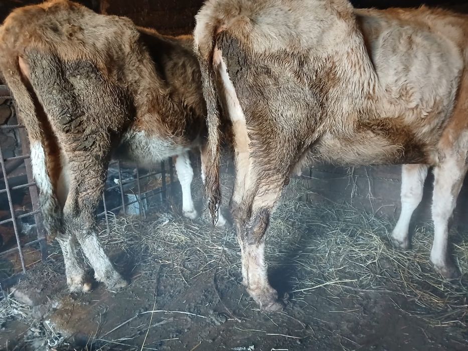Продам коров 2 головы