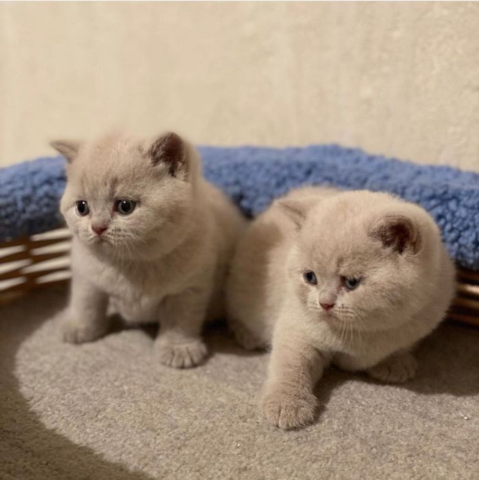 Лиловые британские котята!)