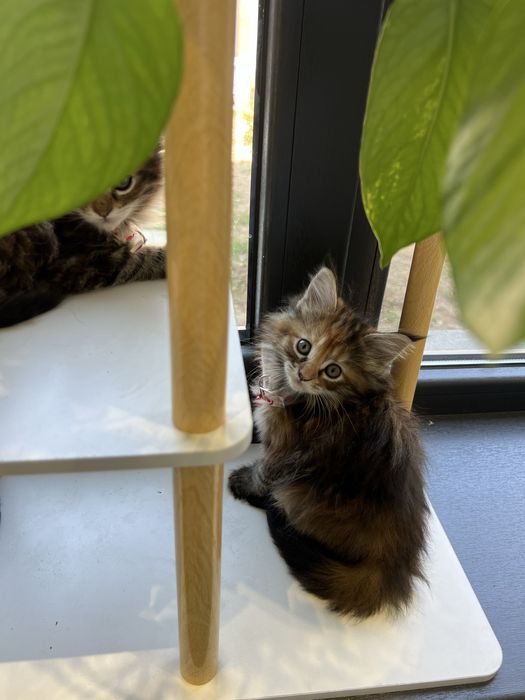 мейн кун sotiladi