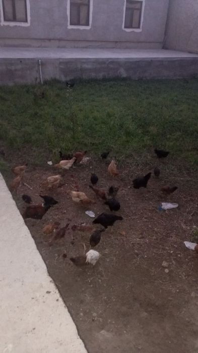 Tovuq bolalari bilan