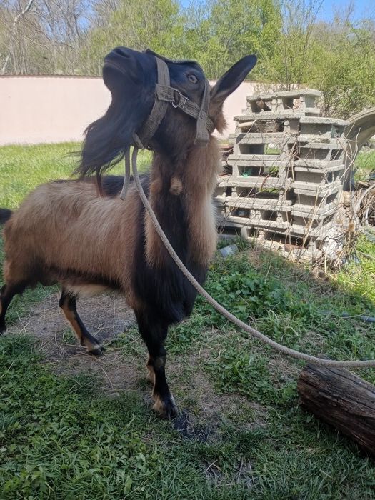 Vând țap alpin francez