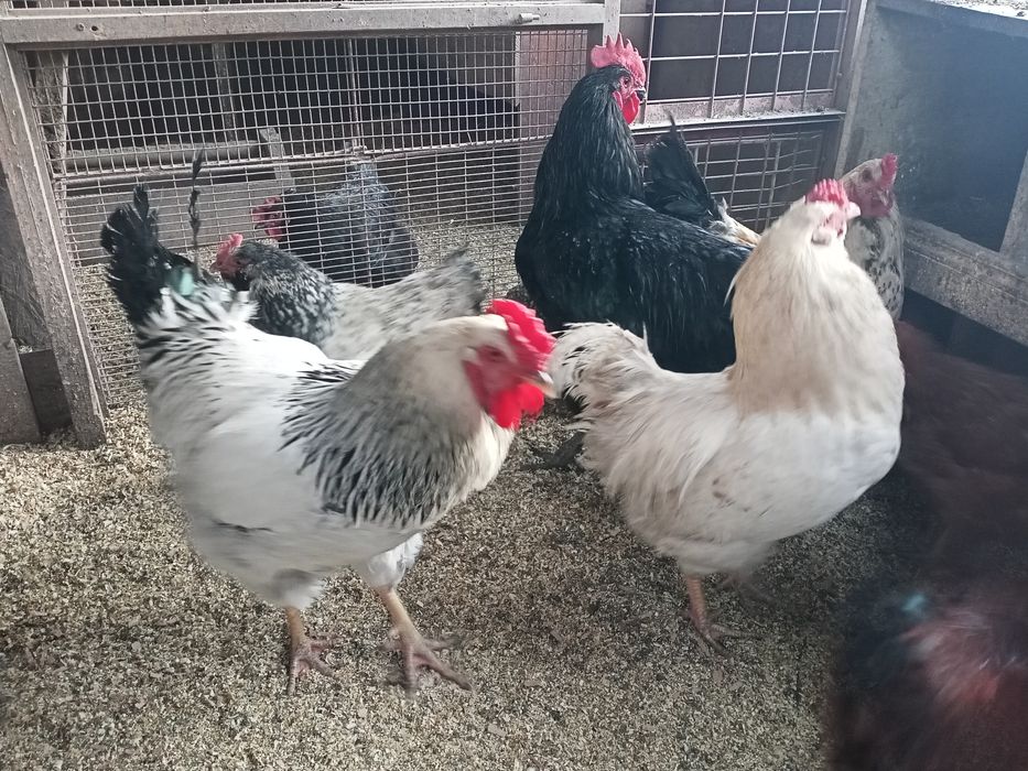 Продам молодого петуха