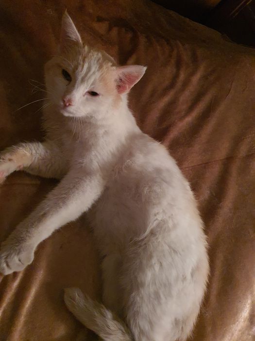 Кот, найденыш,контактный