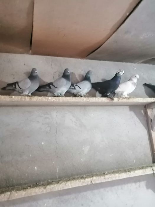 Голуби с начинающей игрой