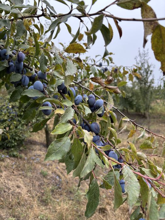Prune bistritene pentru borhot