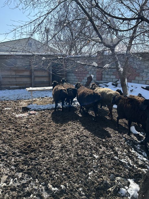 Элитные бараны Арашан на продажу