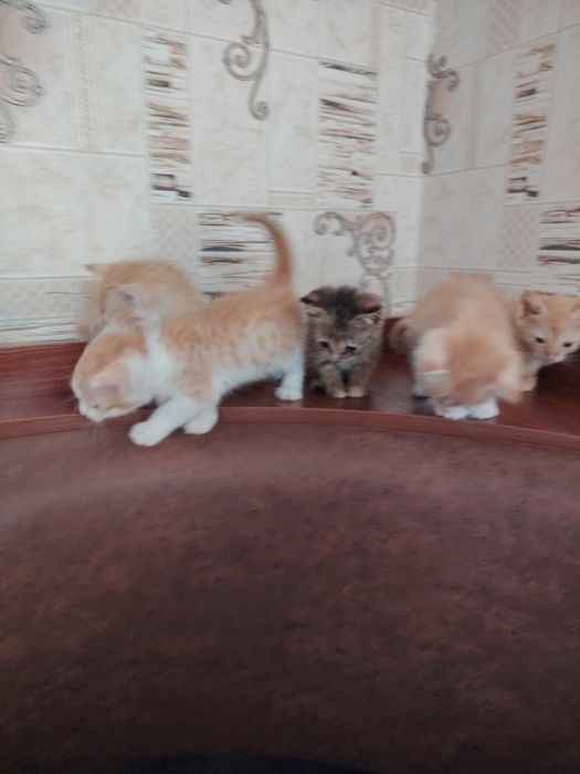 Отдам котят в хорошие руки