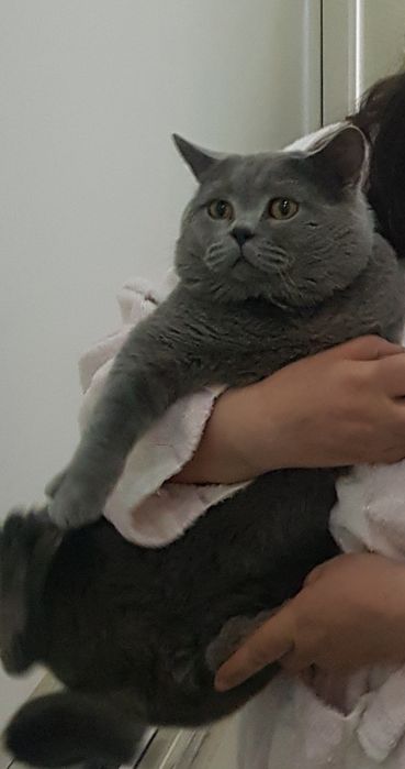 Вязка кота британца опытный!