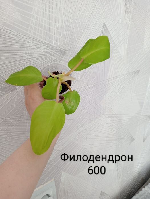 Продам комнатные цветы