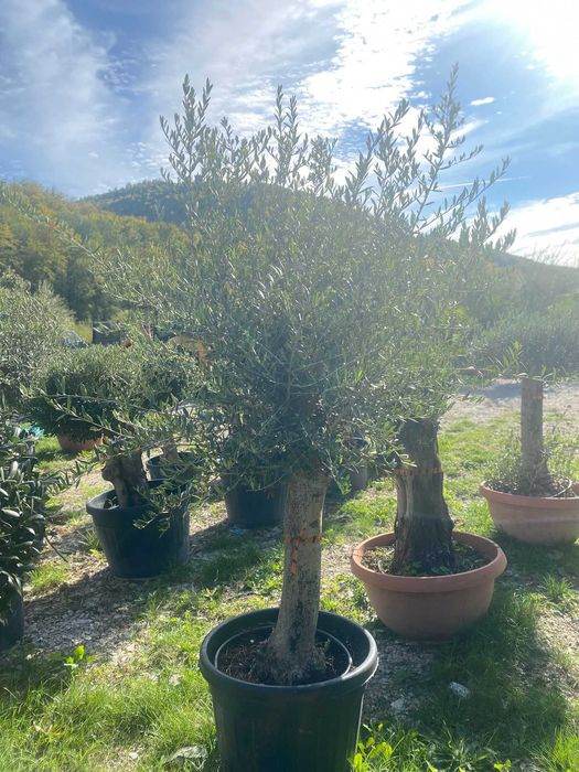 Maslin 10 ani la pret de Black Friday