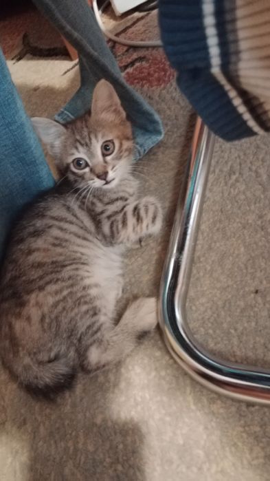 Отдам доброму человеку котёнка