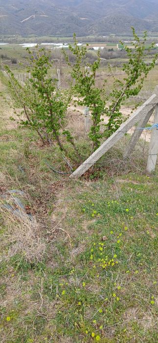 Разсад фиданки лешник