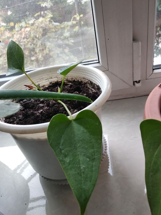 Цветы мужское счастье