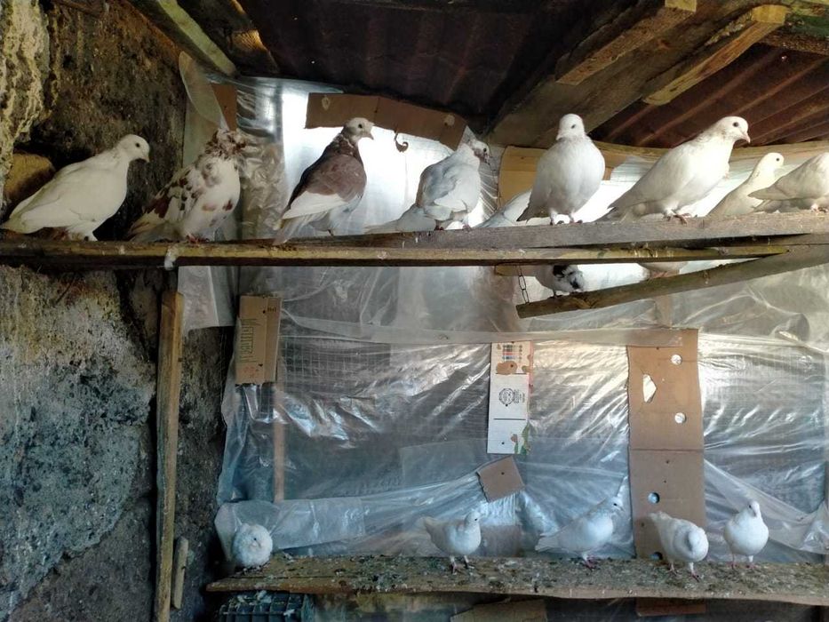Продам белых домашних голубей