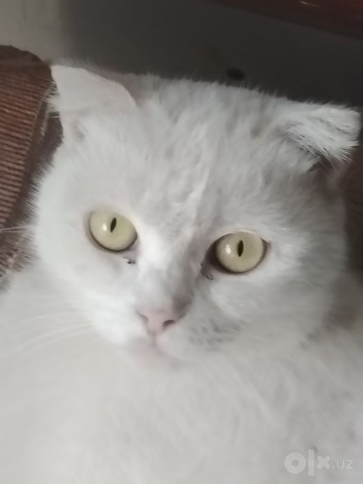 Котята белоснежные