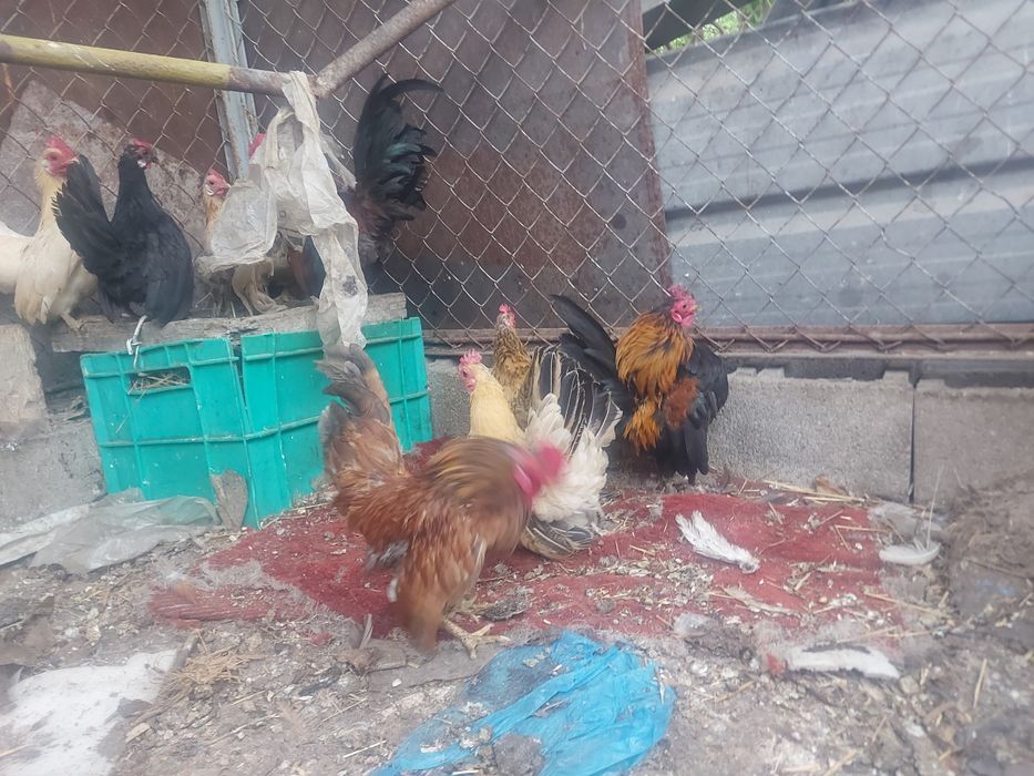 Серама  декоротивные