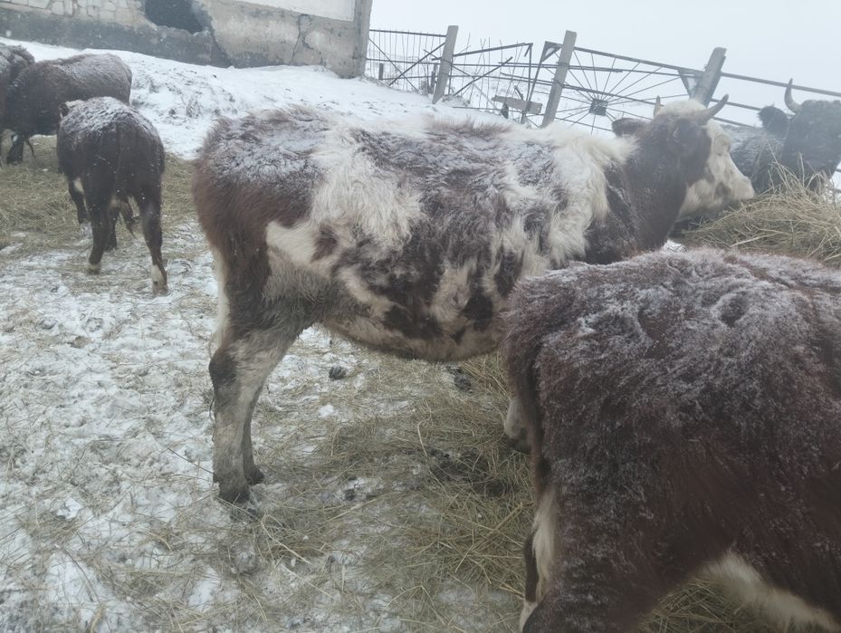 Продам тёлок 2 годовалый