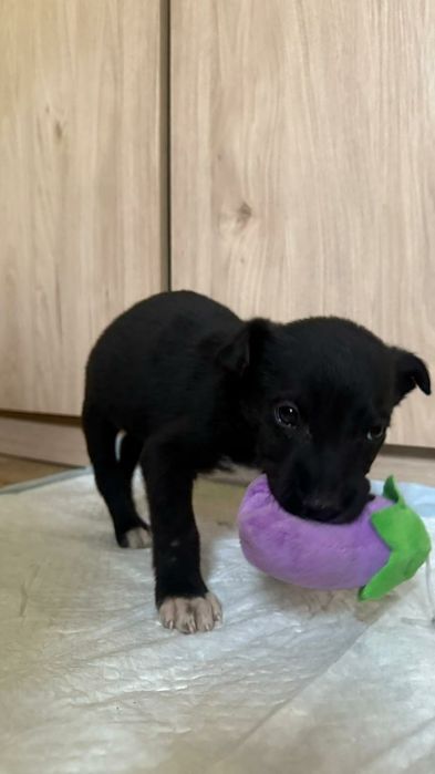 Срочно отдам щенка