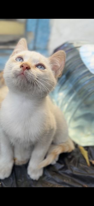 Срочно отдам сладких котят
