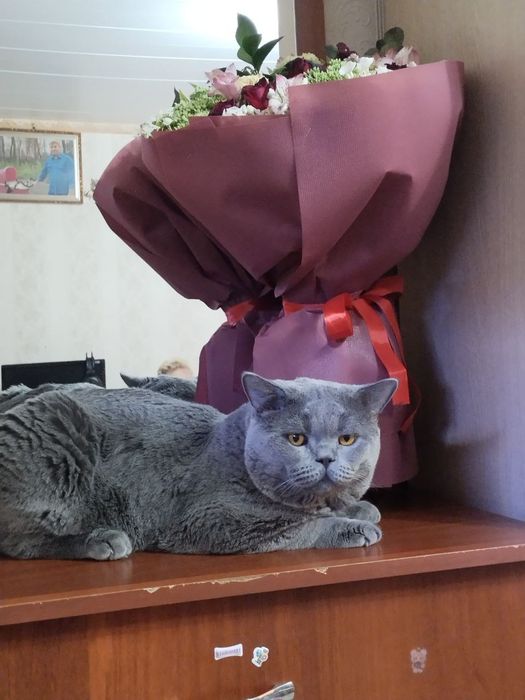 Кот по кличке Грей ...