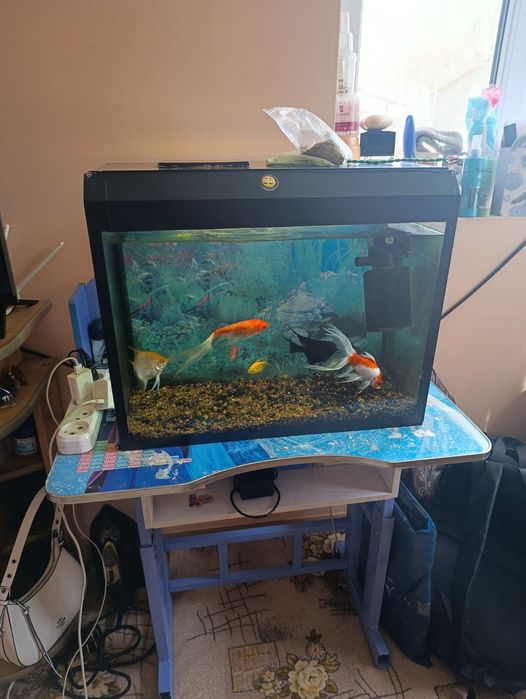 Аквариум с рыбками