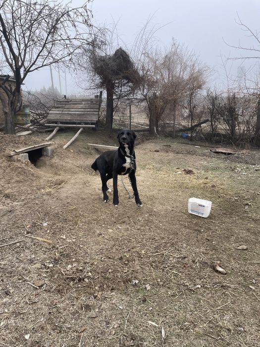 Щенок тобет еркек