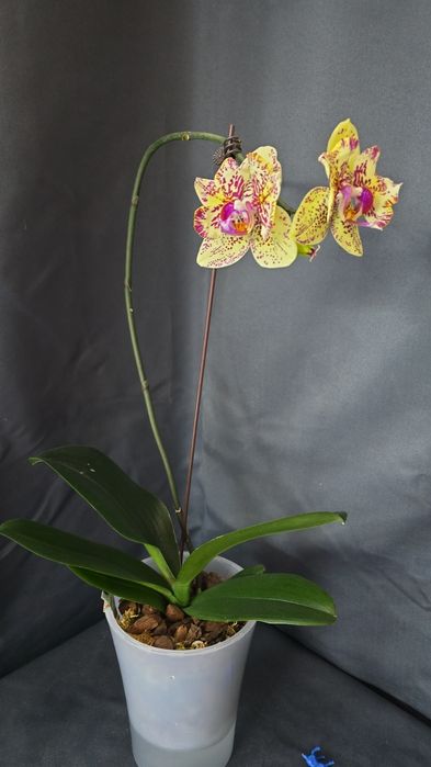 Орхидеи цветущие.