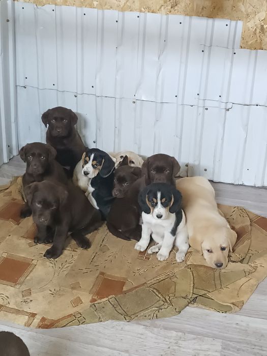 Щенки бигля продаются