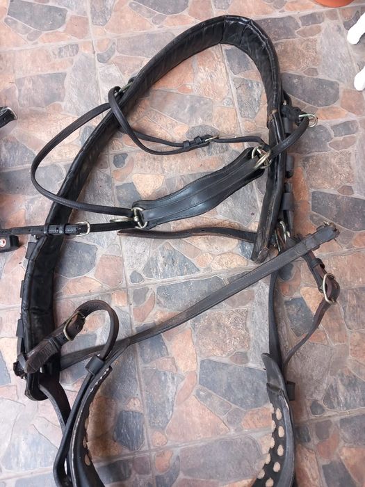 Două hamuri trăsură!