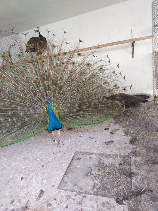 Павлины  продам...