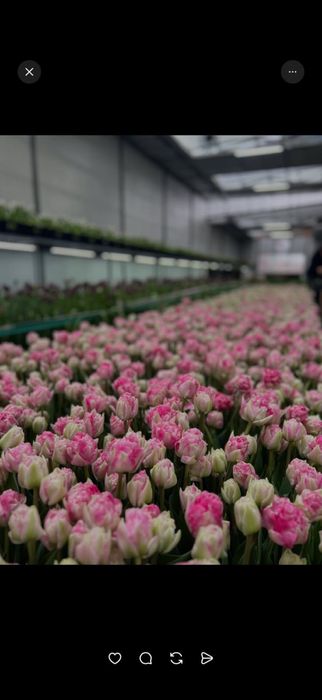 Корпаративные букеты из тюльпан