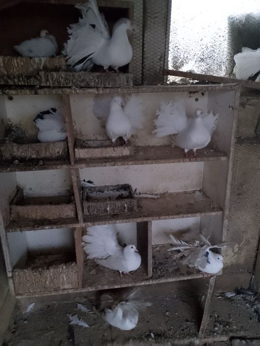 Гълъби, пауни, фазан