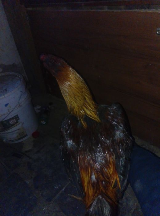 Ассалам алейкум. Продаются питух 12 месяцев