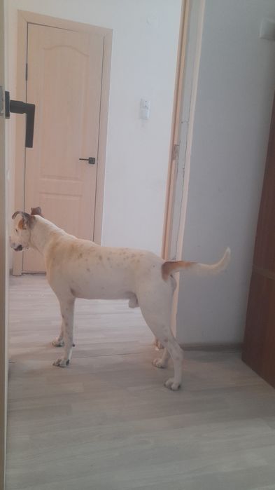 Отдам в хорошие руки