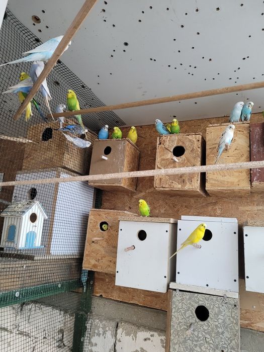 Papagali peruși diferite culori