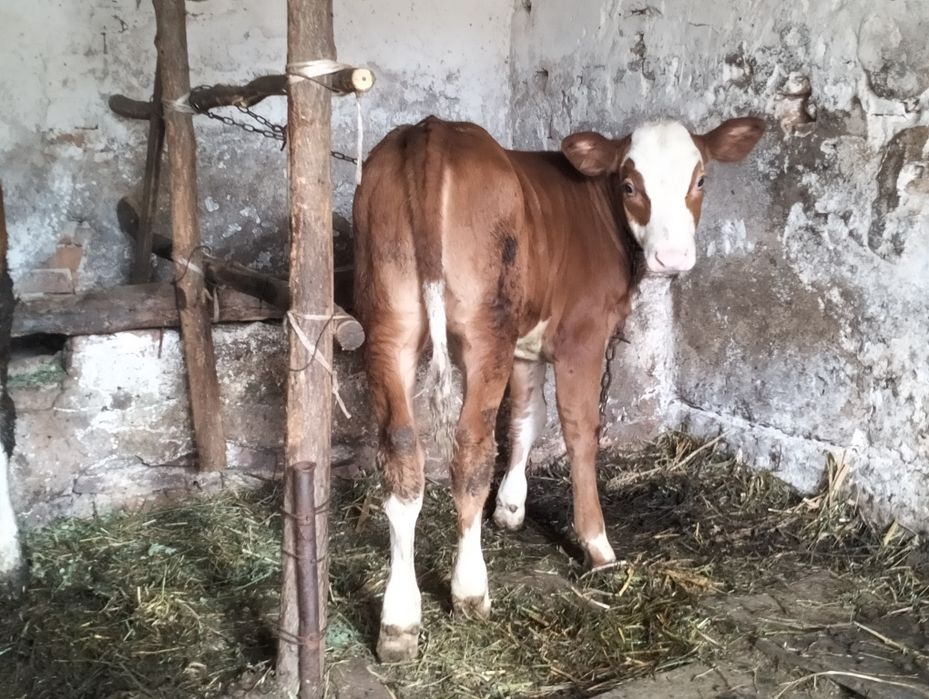 Vând doi vițeluși