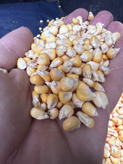 Корейская кукуруза