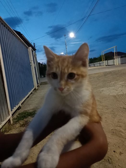 продается котенок