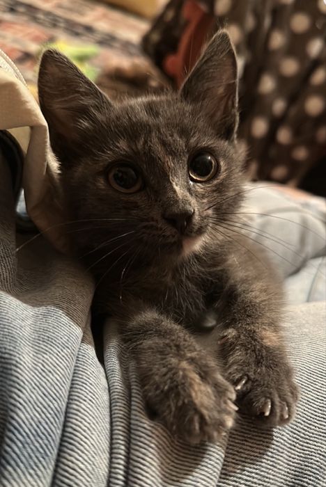 Котенок девочка 1,5-2 месяца