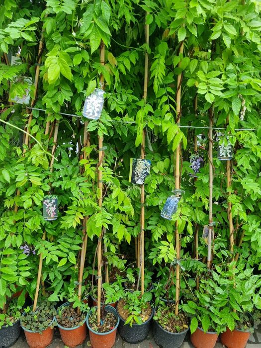 Wisteria (Glicina )La Ghiveci