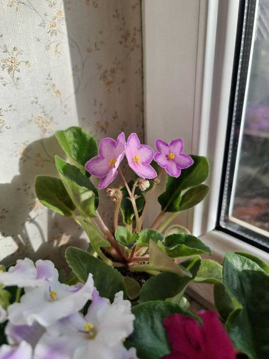 Продам фиалку сорта Halo's Aglitter