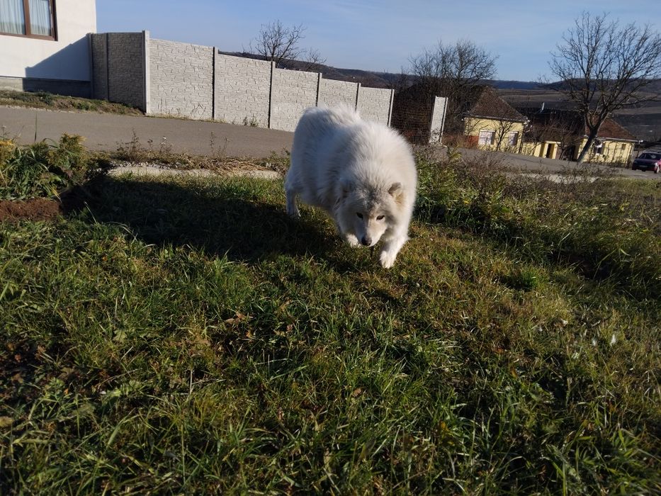 Samoyed femela 4ani cu pedegree