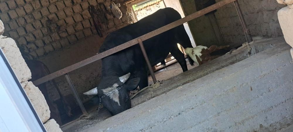 Хукиз навос катта