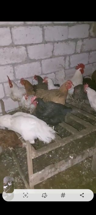 Тауық  куры сатылады