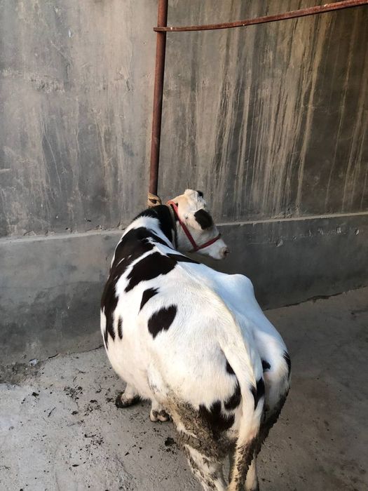 Galishten sigir 2yosh