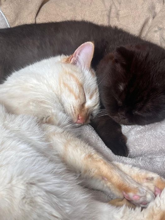 отдам кота в хорошие руки
